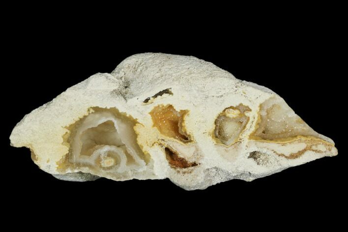 4.5" Polished, Agatized Fossil Coral - Florida
